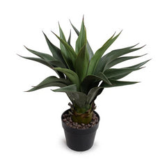 Agave Plant