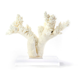 Branch Coral on Lucite