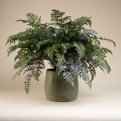 Athyrium "Painted Lady" Fern w/ 9" green porcelain round