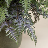 Athyrium "Painted Lady" Fern w/ 9" green porcelain round