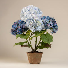 Hydrangea bush- Voilet/Blue in 6" round terracotta pot