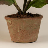 Hydrangea bush- Voilet/Blue in 6" round terracotta pot