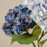 Hydrangea bush- Voilet/Blue in 6" round terracotta pot
