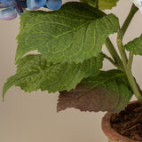 Hydrangea bush- Voilet/Blue in 6" round terracotta pot