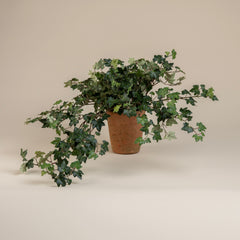 Curly Ivy Plant in 5" Terrecota