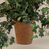 Curly Ivy Plant in 5" Terrecota