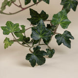 Curly Ivy Plant in 5" Terrecota