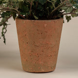Curly Ivy Plant in 5" Terrecota