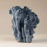 Blue Coral