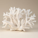 White Antler Coral