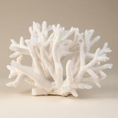 White Antler Coral