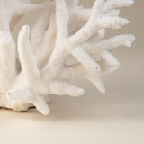 White Antler Coral