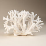 White Antler Coral