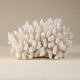 White Cauliflower Coral