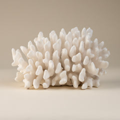 White Cauliflower Coral