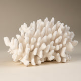 White Cauliflower Coral