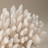 White Cauliflower Coral