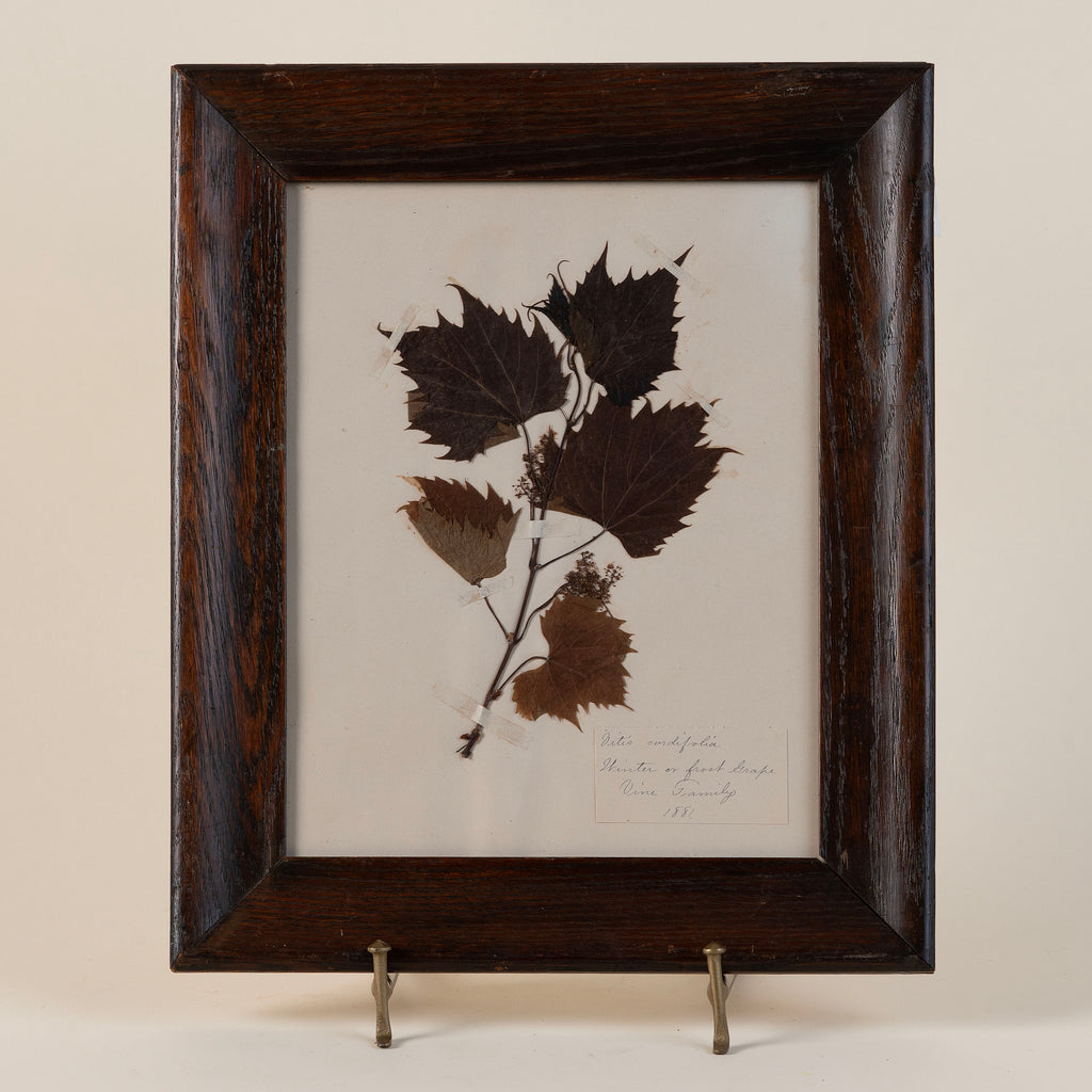 19th Century Pressed Grape Leaves