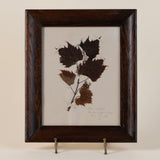 19th Century Pressed Grape Leaves