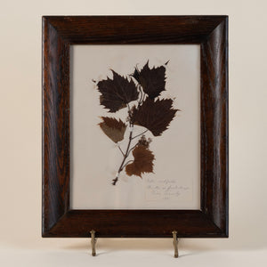 19th Century Pressed Grape Leaves