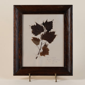 19th Century Pressed Grape Leaves