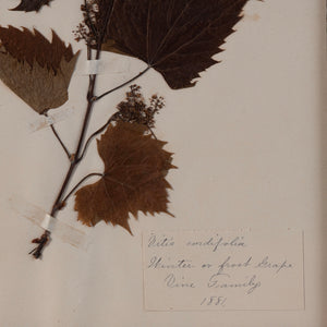 19th Century Pressed Grape Leaves