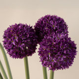Allium Flower Stem