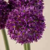 Allium Flower Stem