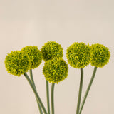 Allium Medium Flower Stem in Lime