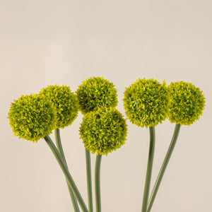 Allium Medium Flower Stem in Lime