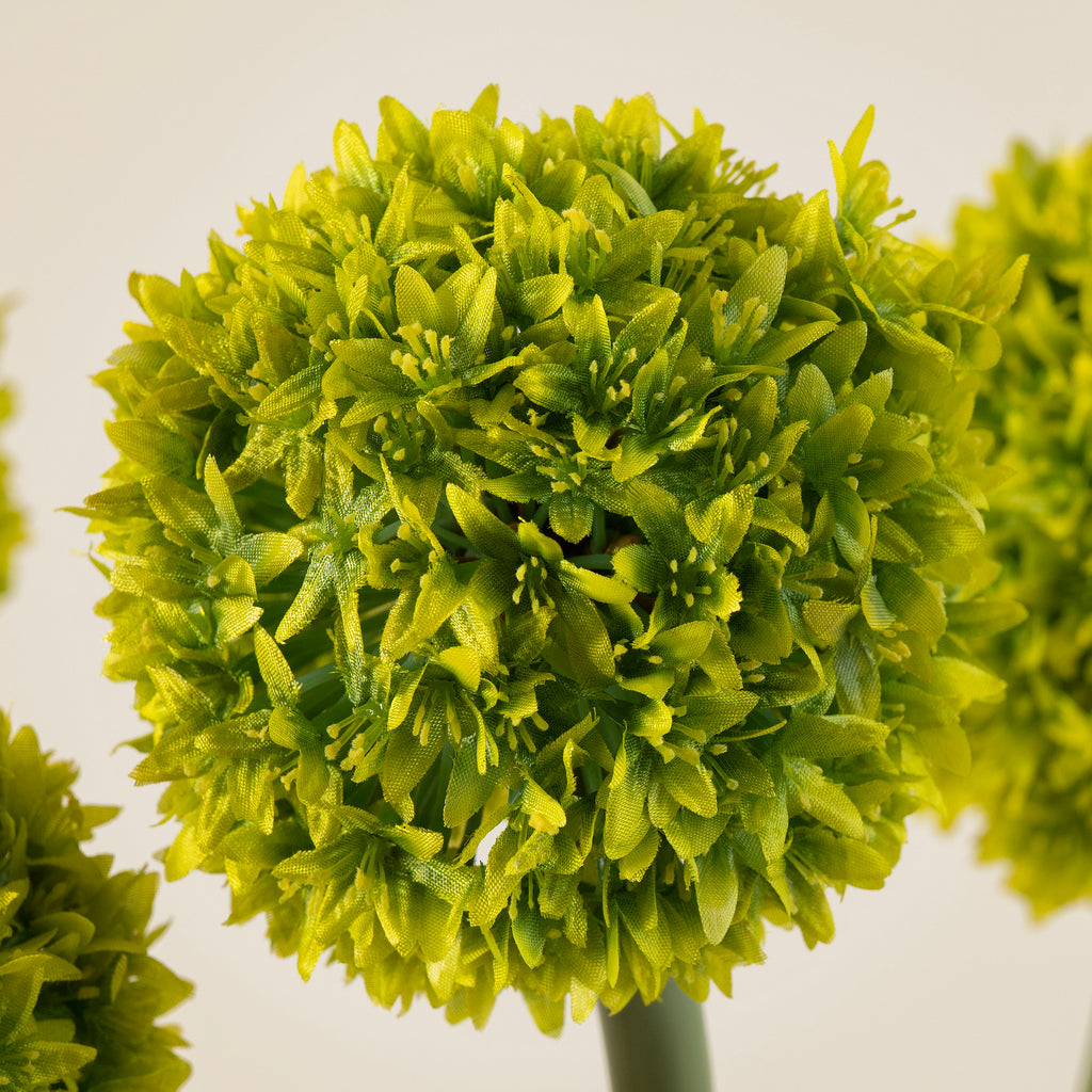 Allium Medium Flower Stem in Lime