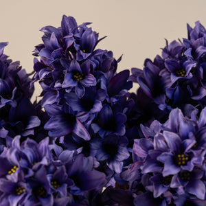 Hyacinth Stem