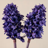 Hyacinth Stem