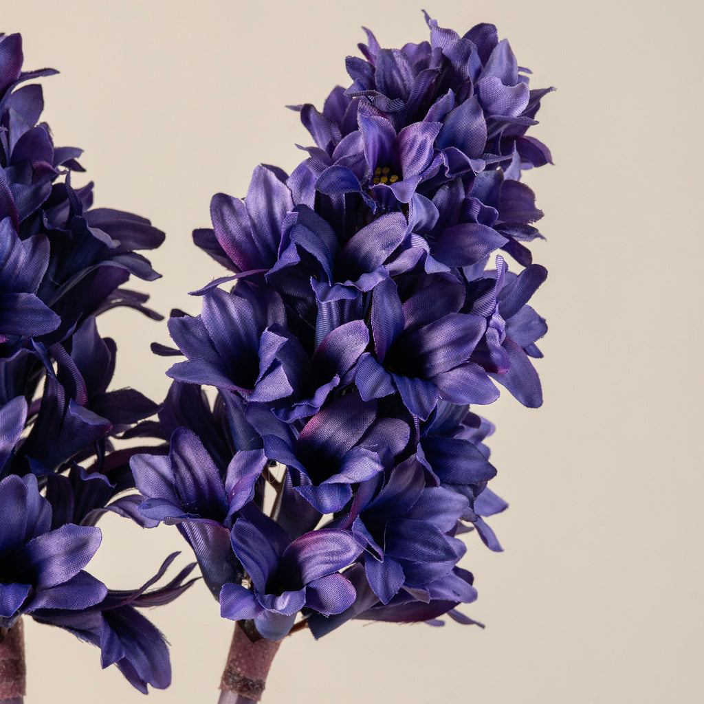 Hyacinth Stem