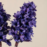 Hyacinth Stem