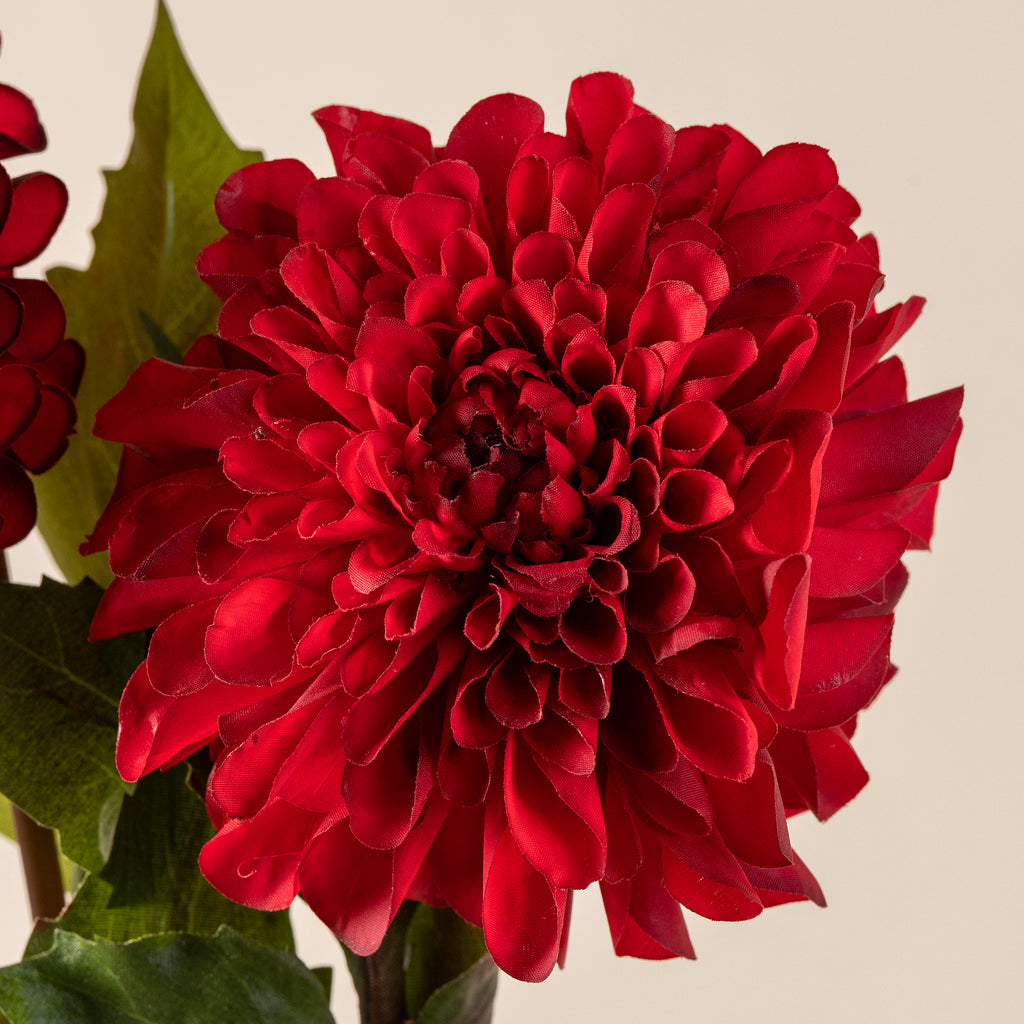 Red Dahlia Stem