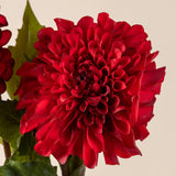 Red Dahlia Stem