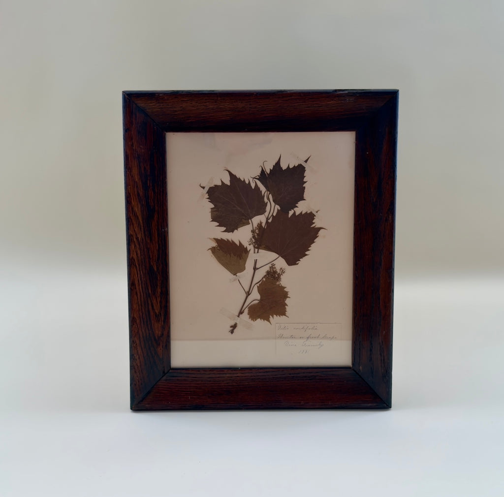 19th Century Pressed Grape Leaves