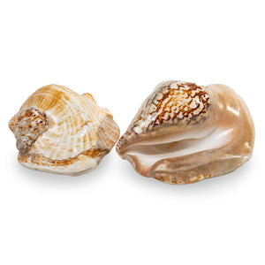 Tridacna Squamosa Shells