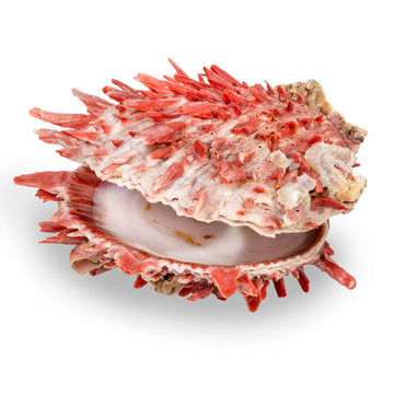 Spiny Oyster Shell, Small