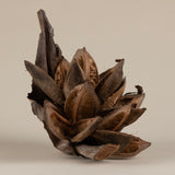 Dried Natural Star Pods