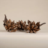 Dried Natural Star Pods