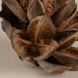 Dried Natural Star Pods