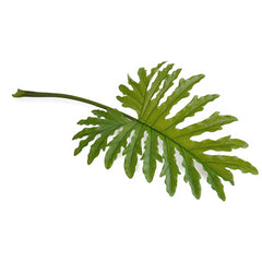 Philodendron Selloum Leaf