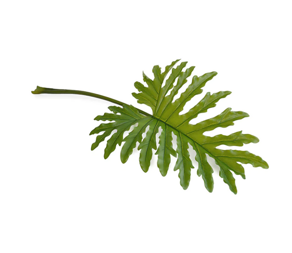philodendron houston Philodendron Selloum Leaf – FOUND