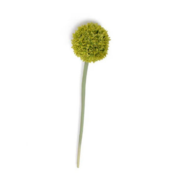 Allium Medium 4"Dia Flower Stem, 32"L, Lime Green