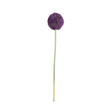 Allium Flower Stem Medium 4"Dia, 32"L, Purple