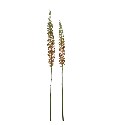 Eremurus Stem, Small