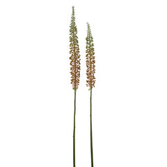 Eremurus Stem, Small