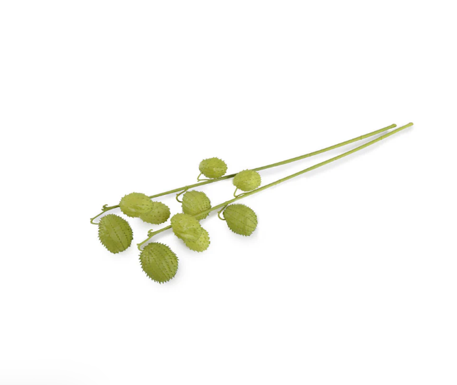 Milkweed Fruit Branch 34", Green